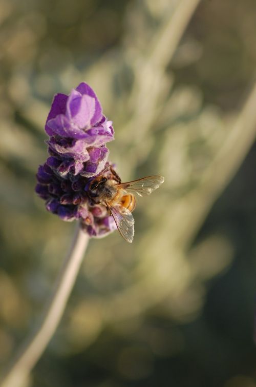 lavender garden bee