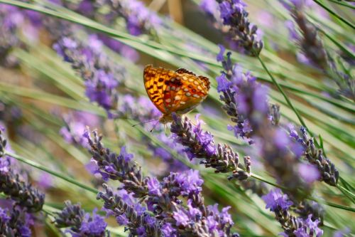 lavender butterfly purple