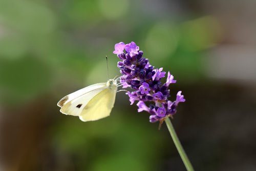 lavender  blossom  bloom