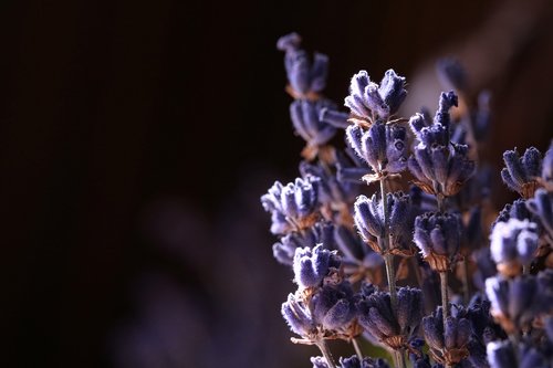 lavender  herb  dried