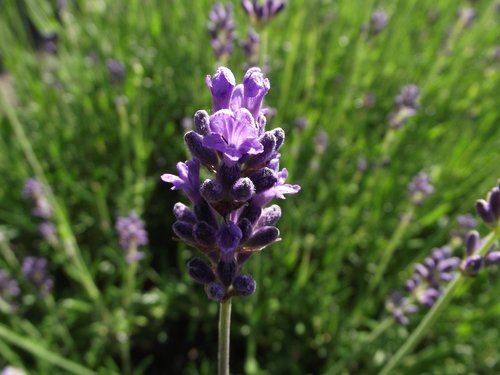 lavender  plant  purple