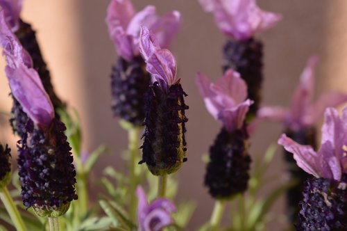 lavender  violet  flowers