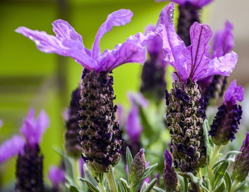 lavender  spanish  flowers