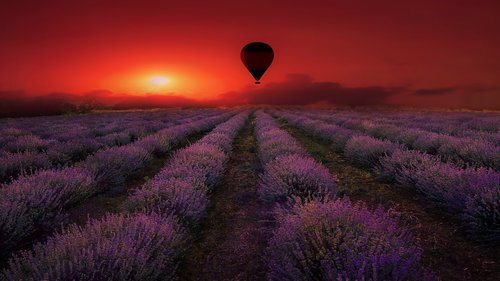 lavender  field  purple