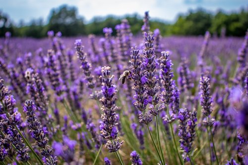 lavender  provence  lavandula