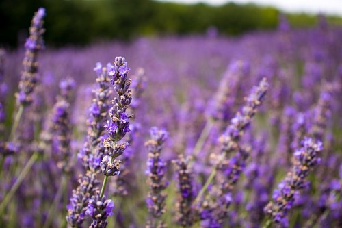 lavender  provence  purple
