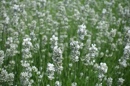 lavender  white lavender  flowers