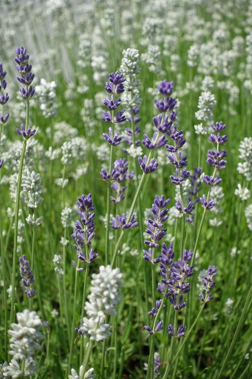 lavender  white lavender  flowers