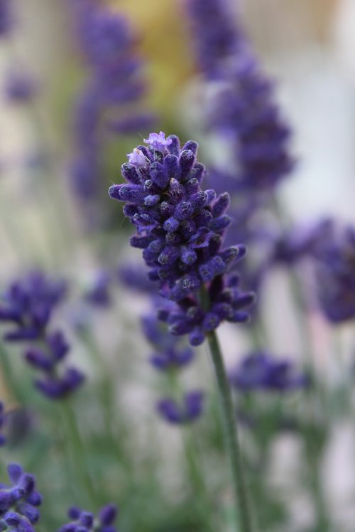 lavender  plant  purple