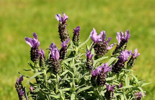 lavender  purple flowers  lavender decorative