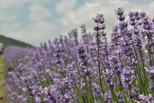 lavender  flower garden  purple