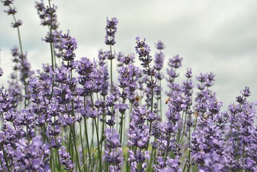 lavender  flower garden  purple