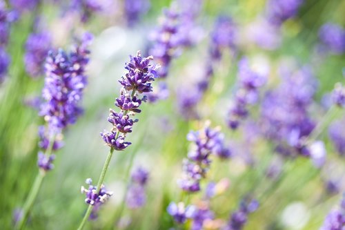 lavender  flowers  violet