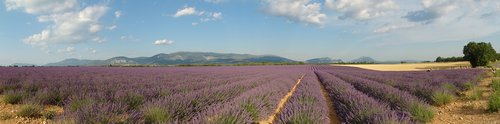 lavender  provence  violet