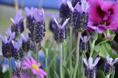 lavender  flowers  purple