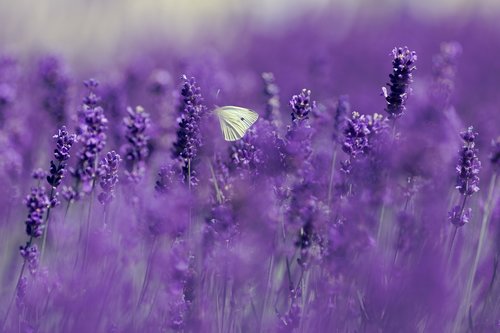 lavender  gonepteryx rhamni  butterfly