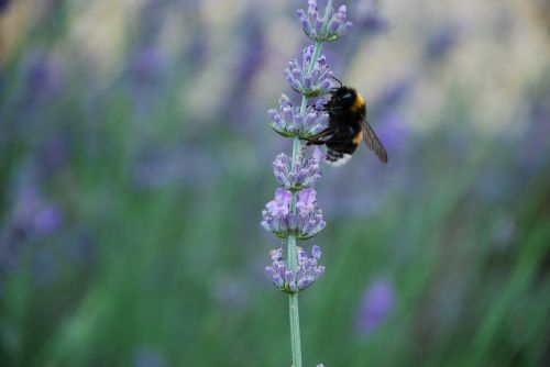 lavender tihany-peninsula oil