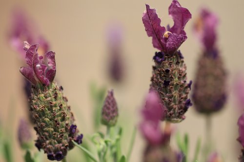 lavender  vlinderlavendel  french lavender