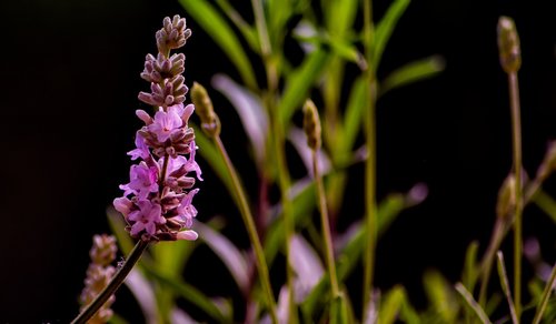 lavender  nature  violet