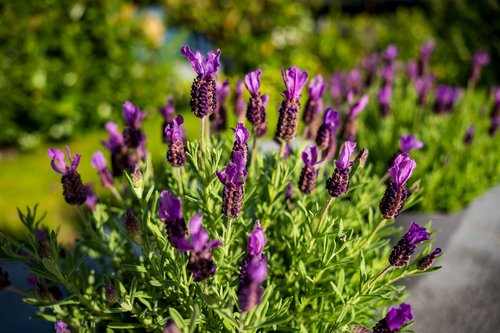 lavender  blossom  bloom