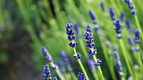 lavender  blue  flowers