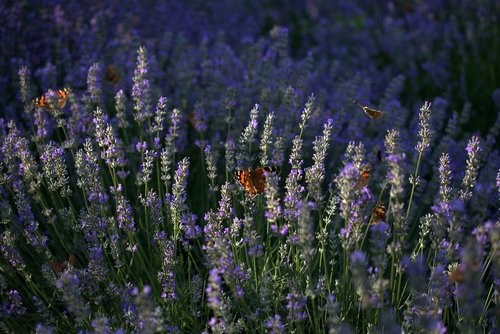 lavender  butterflies  blue