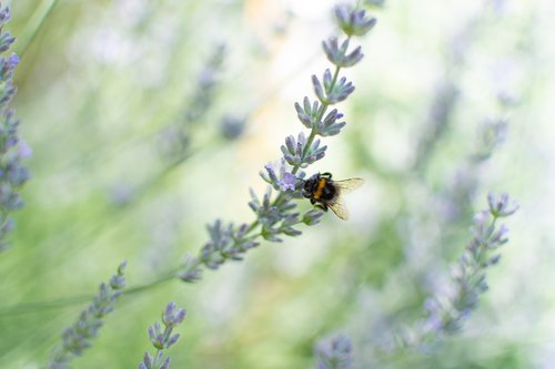 lavender  bumblebee  provence
