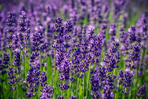lavender  nature  purple
