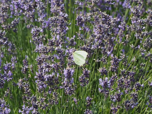 lavender  butterfly  white