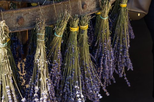 lavender  grass  harvest