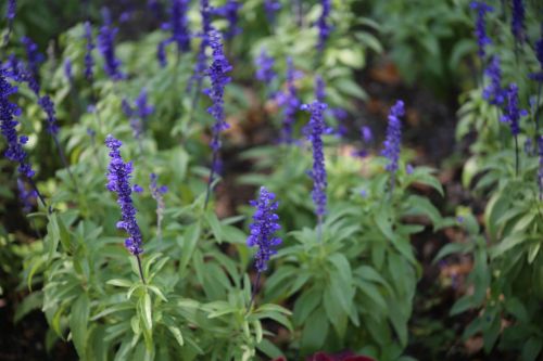 lavender flower lilac