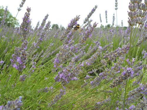 lavender flower natural