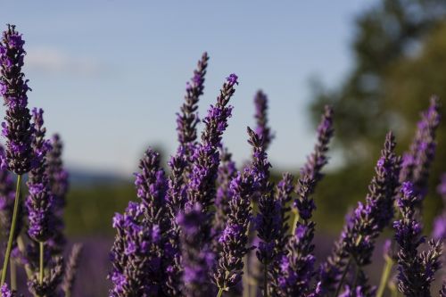 lavender provence france