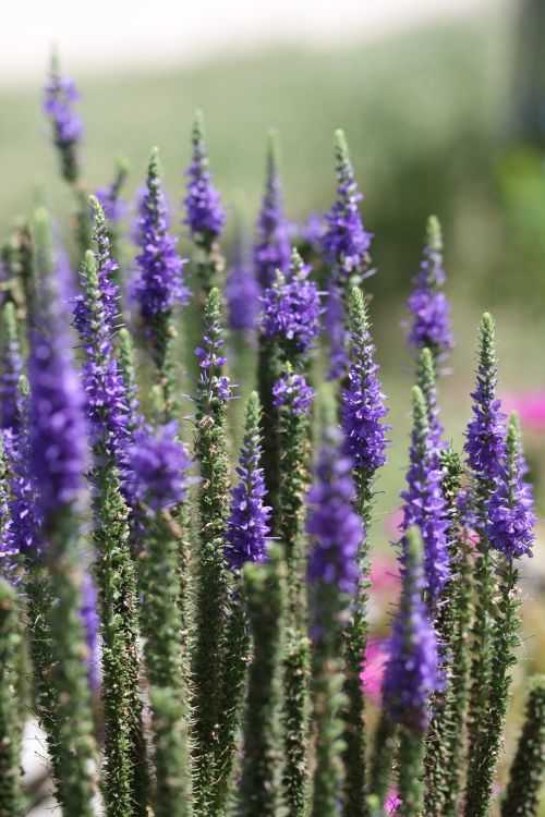 lavender macro plant