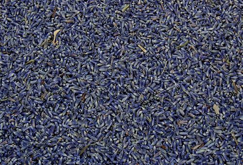lavender dried plant