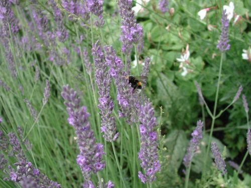 lavender bumblebee bee