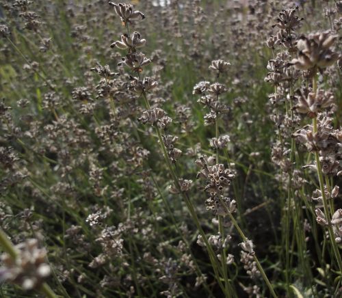 lavender plant nature