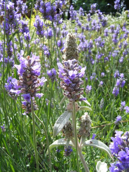 lavender nature field