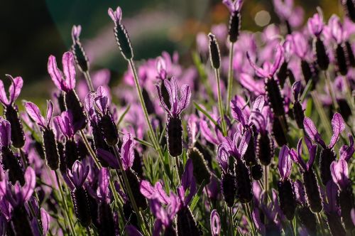lavender flowers blooms