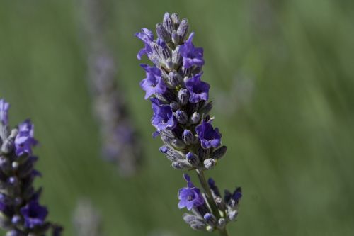 lavender flower nature