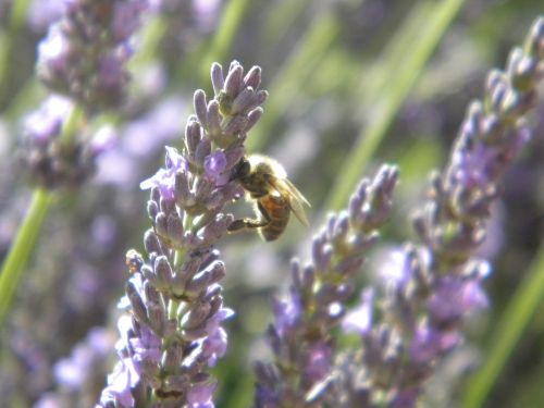 lavender bee flower
