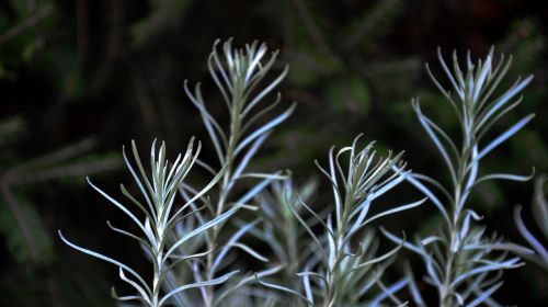 lavender nature ash grey