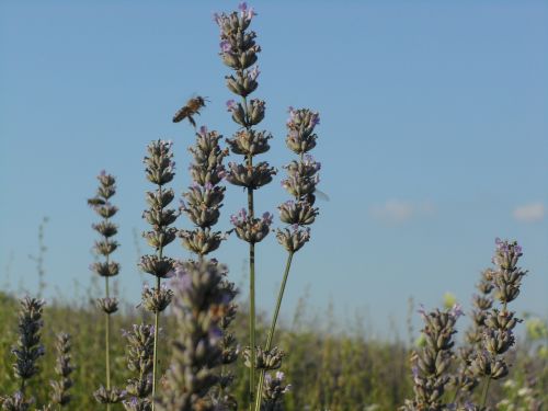 lavender sun summer