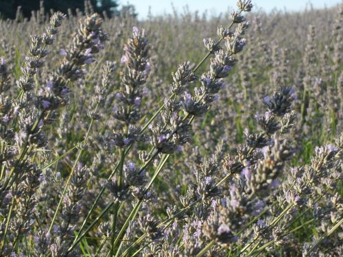 lavender sun summer