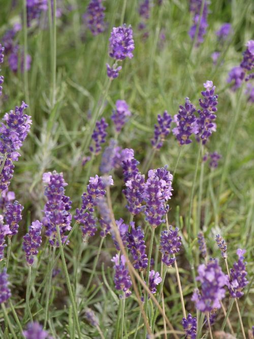 lavender summer purple