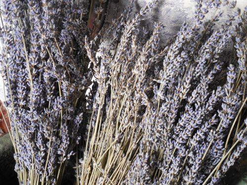 lavender dried flower