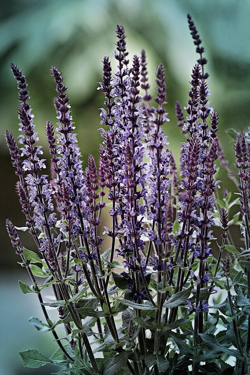 lavender purple lavender flowers