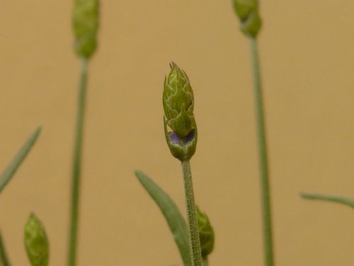 lavender lamiaceae plant