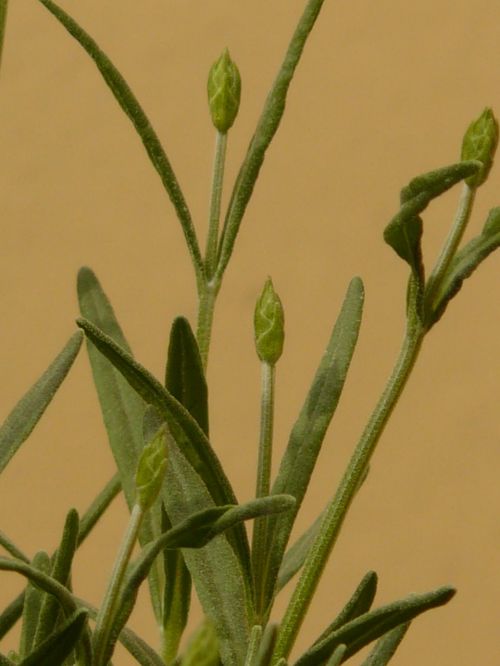 lavender lamiaceae plant