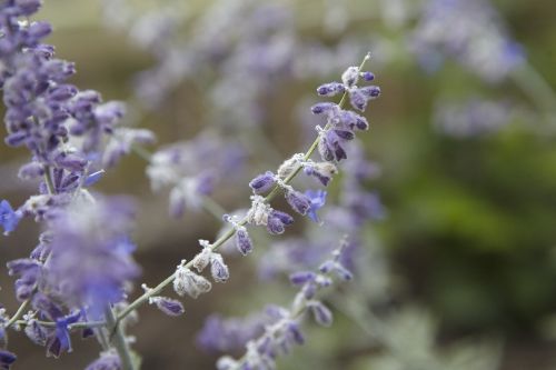 lavender purple lavender flowers